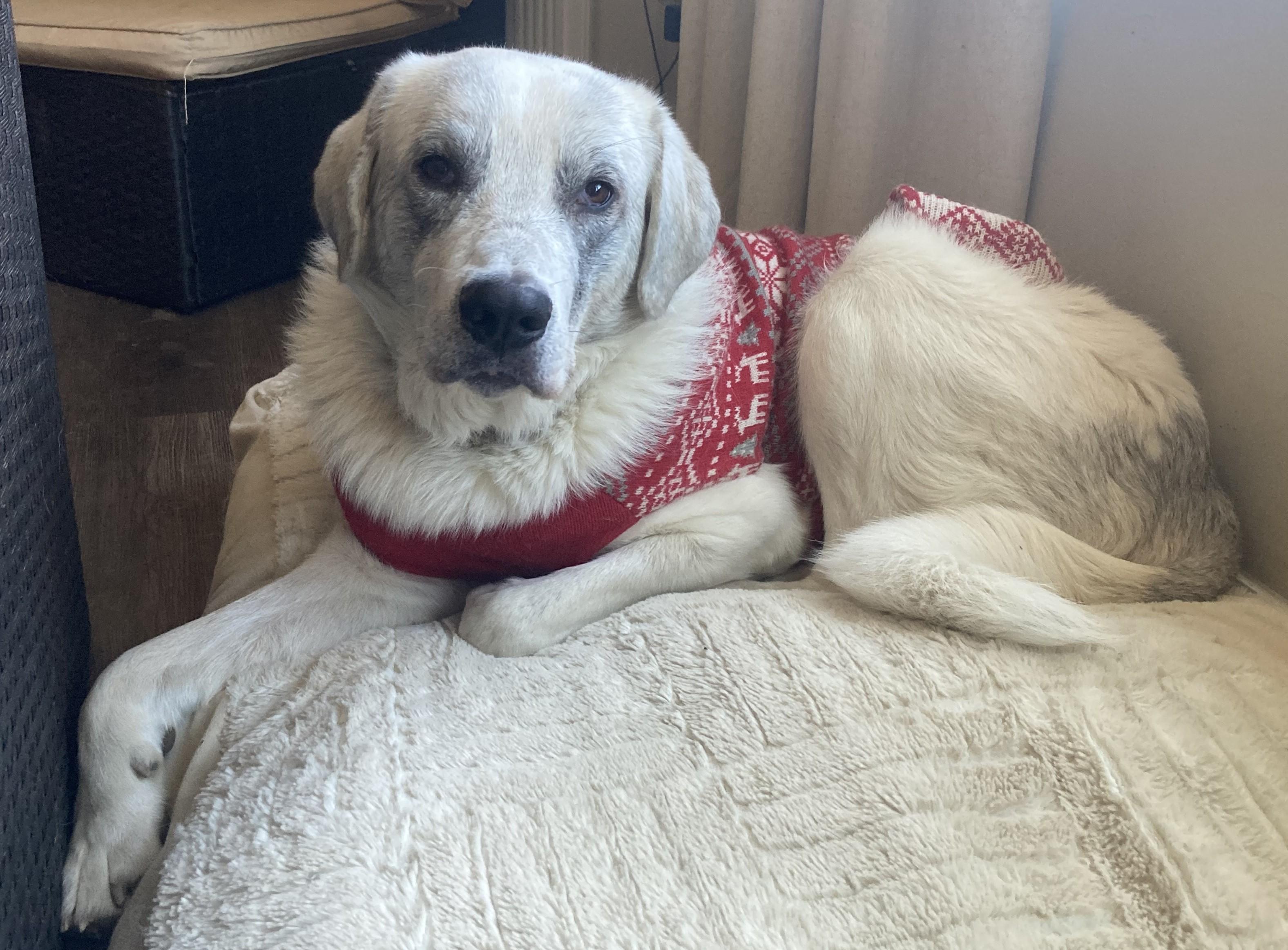 Leo - Maremma Mix - Foster Needed - Juvenile - Cuddler & Snuggler, a Adoptable mixed breed in Indianapolis, IN image 5/6
