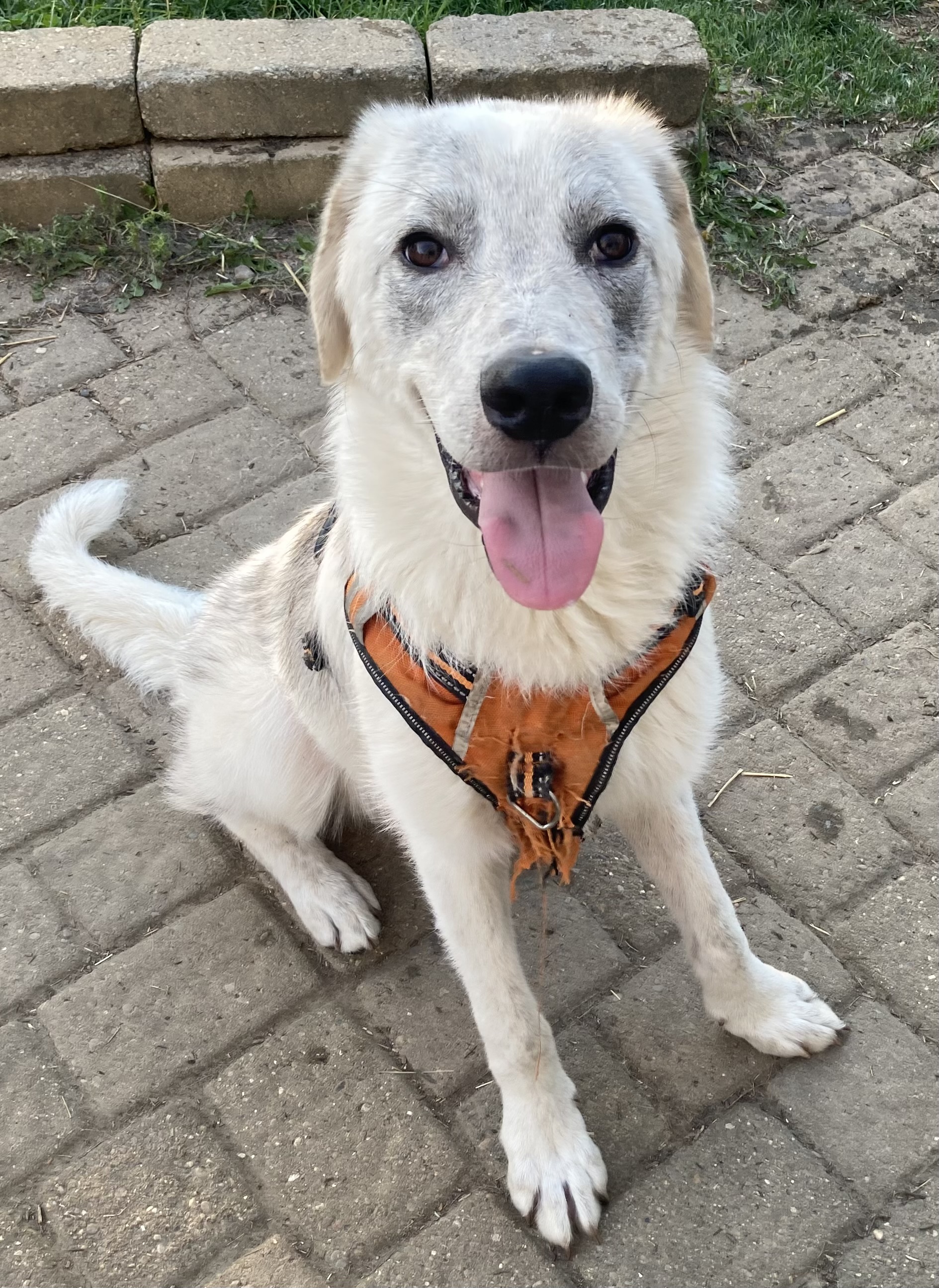 Leo - Maremma Mix - Juvenile - Cuddler & Snuggler — thumbnail 6