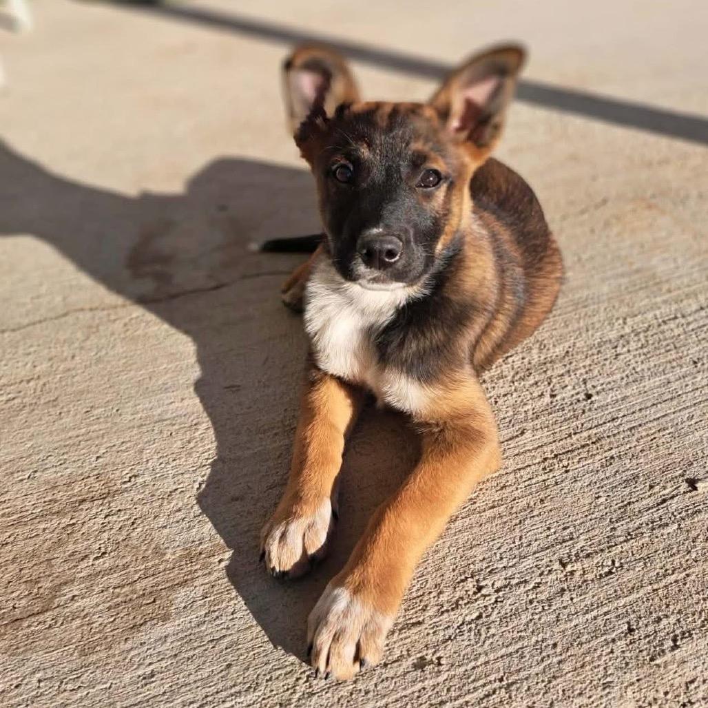 Dakota, a Adoptable mixed breed in Escondido, CA image 1/4