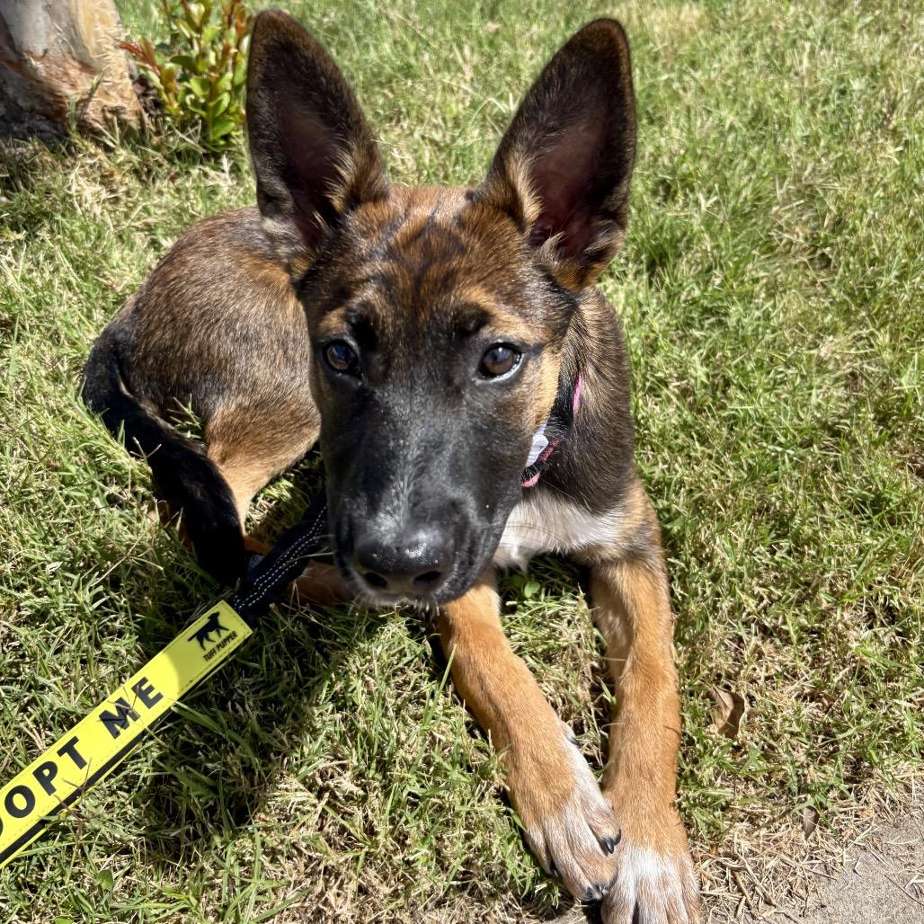 Dakota, a Adoptable mixed breed in Escondido, CA image 2/4