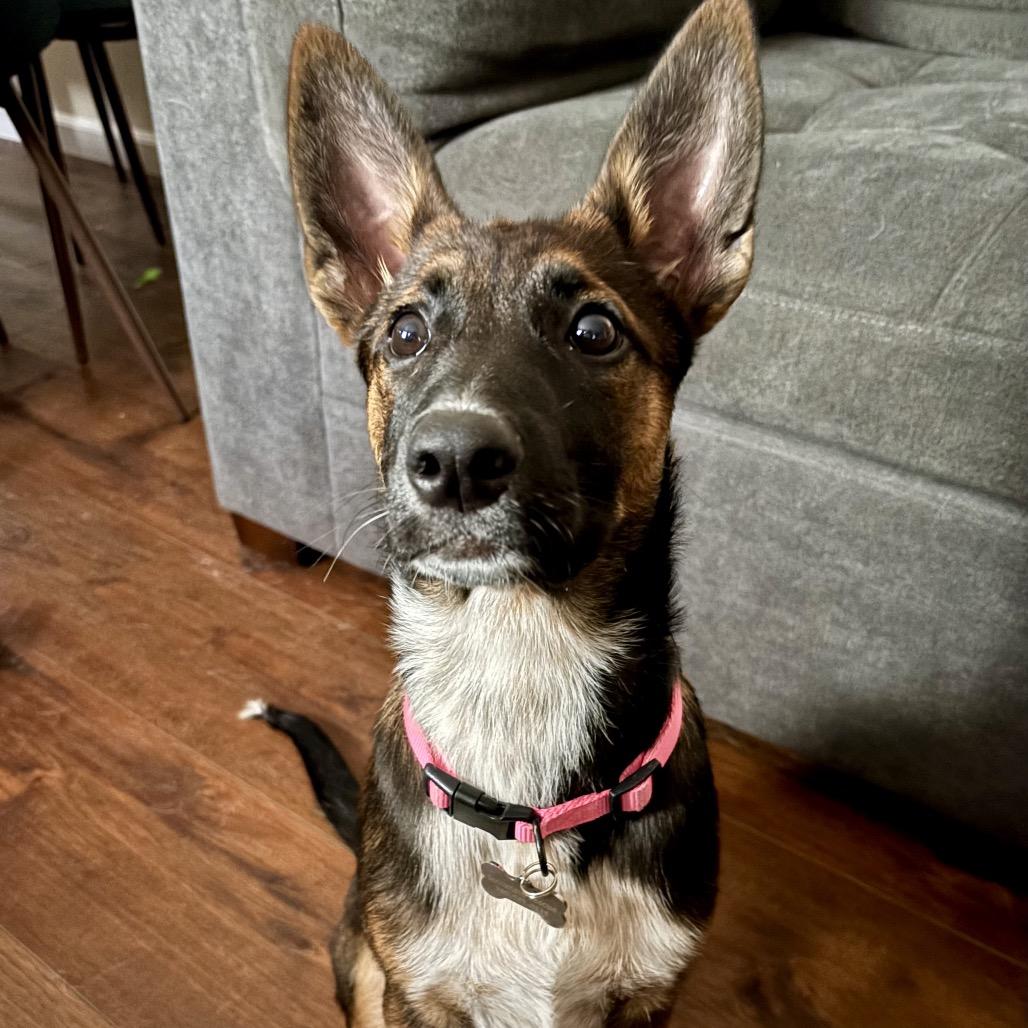 Dakota, a Adoptable mixed breed in Escondido, CA image 3/4