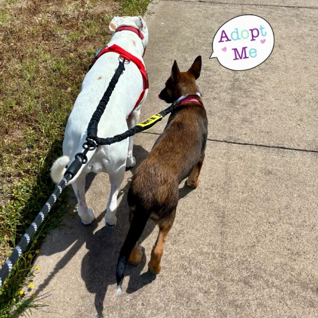 Dakota, a Adoptable mixed breed in Escondido, CA image 4/4