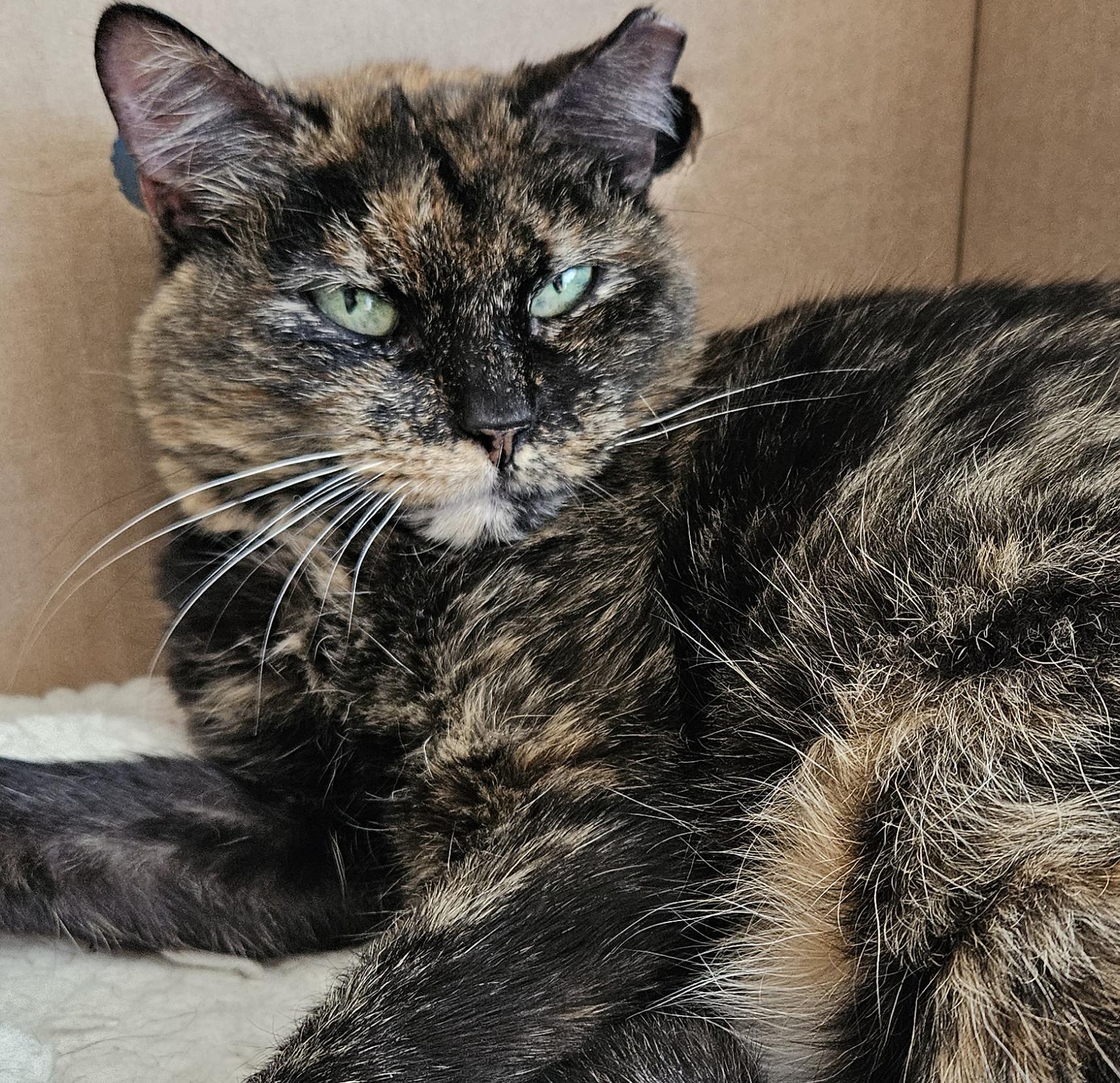 Enlarge Beautiful Callie, A Chill Mellow Cat, a ADOPTABLE Tortoiseshell in Metairie, LA image 3/6
