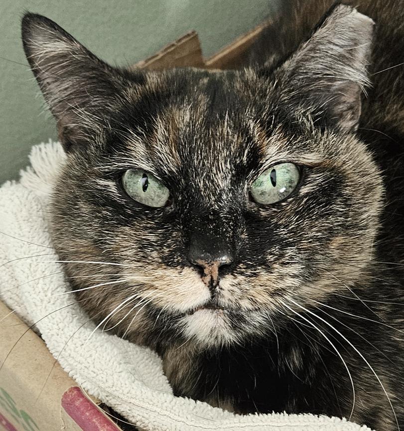 Enlarge Beautiful Callie, A Chill Mellow Cat, a ADOPTABLE Tortoiseshell in Metairie, LA image 5/6