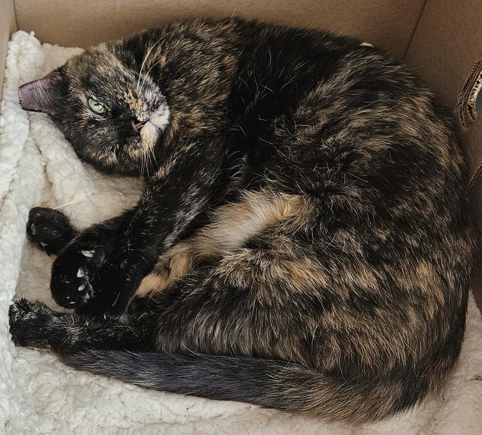 Enlarge Beautiful Callie, A Chill Mellow Cat, a ADOPTABLE Tortoiseshell in Metairie, LA image 6/6