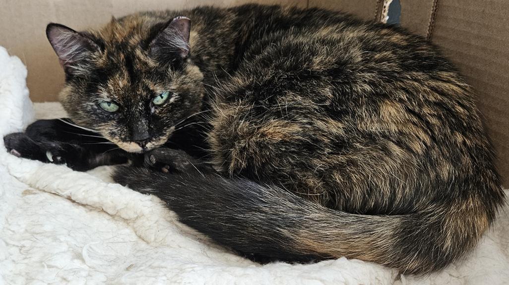 Enlarge Beautiful Callie, A Chill Mellow Cat, a ADOPTABLE Tortoiseshell in Metairie, LA image 2/6