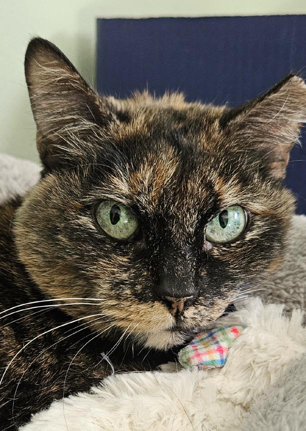 Enlarge Beautiful Callie, A Chill Mellow Cat, a ADOPTABLE Tortoiseshell in Metairie, LA image 1/6