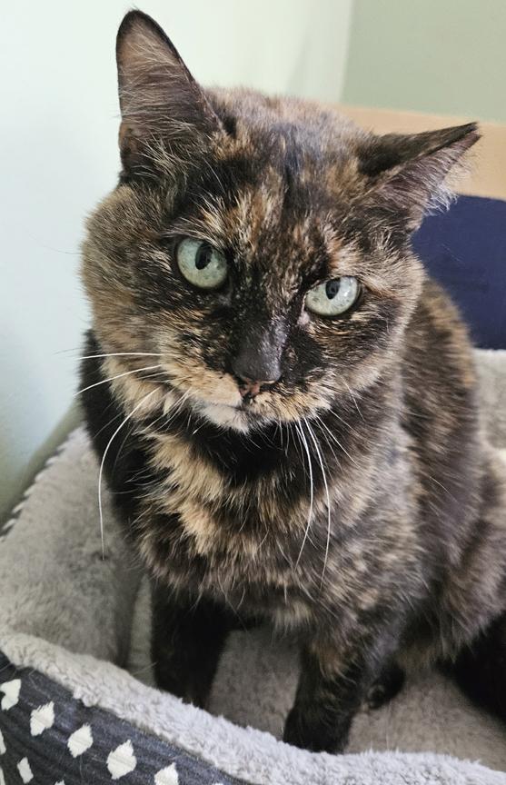 Enlarge Beautiful Callie, A Chill Mellow Cat, a ADOPTABLE Tortoiseshell in Metairie, LA image 4/6