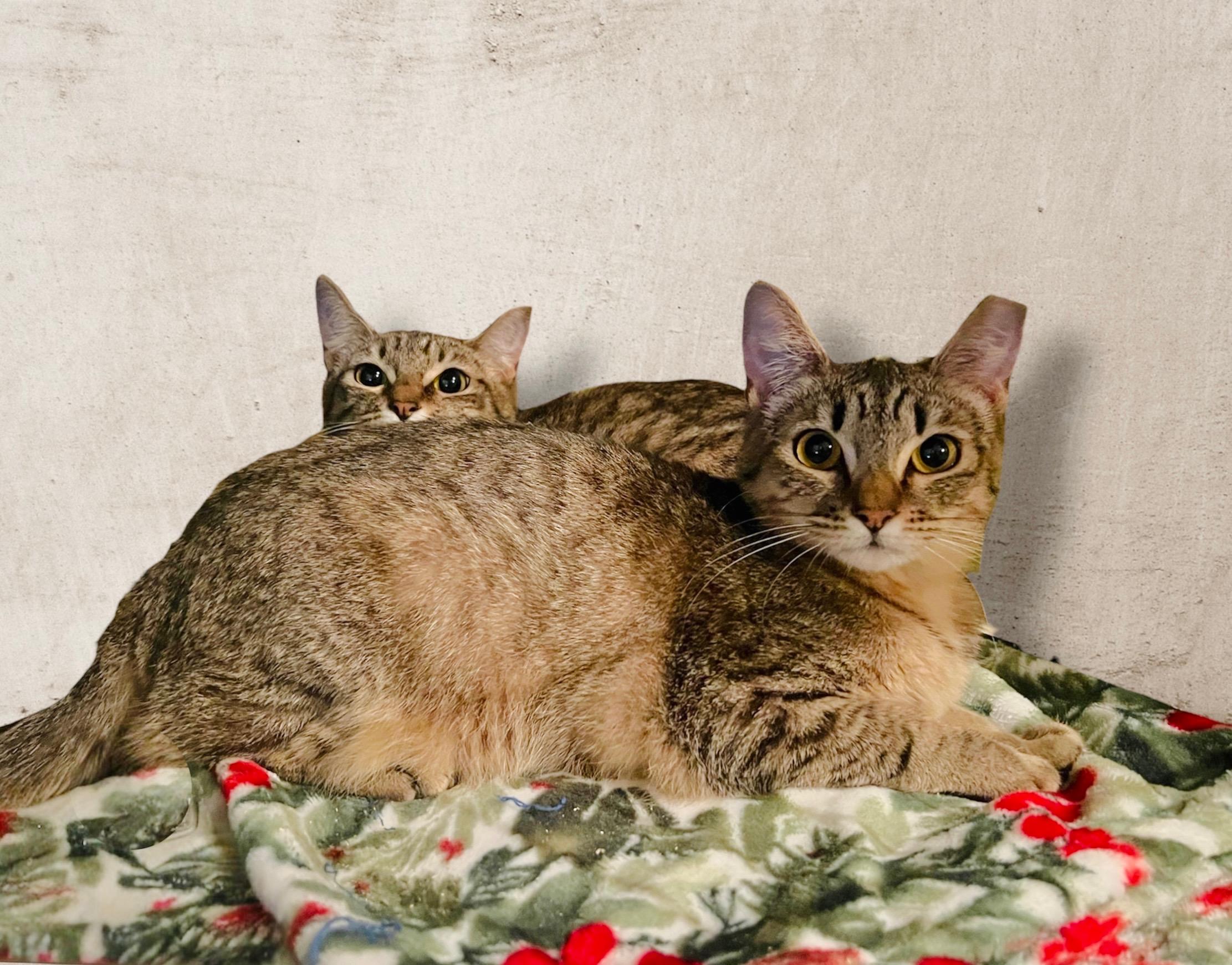 Carlyle , a ADOPTABLE Domestic Short Hair in Pacific Palisades, CA image 1/2