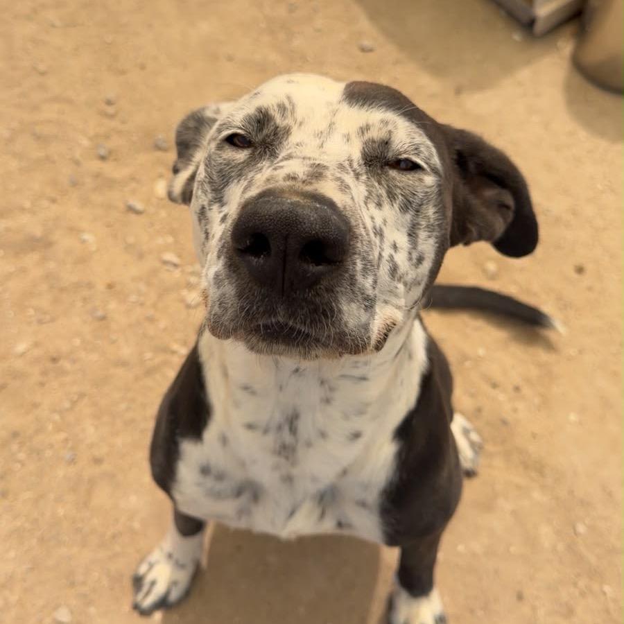 Enlarge Domino, a ADOPTABLE mixed breed in Fallon, NV image 3/3