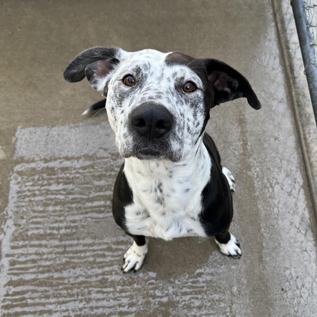 Domino, ADOPTABLE, Adult Male Australian Cattle Dog / Blue Heeler & Pit Bull Terrier.