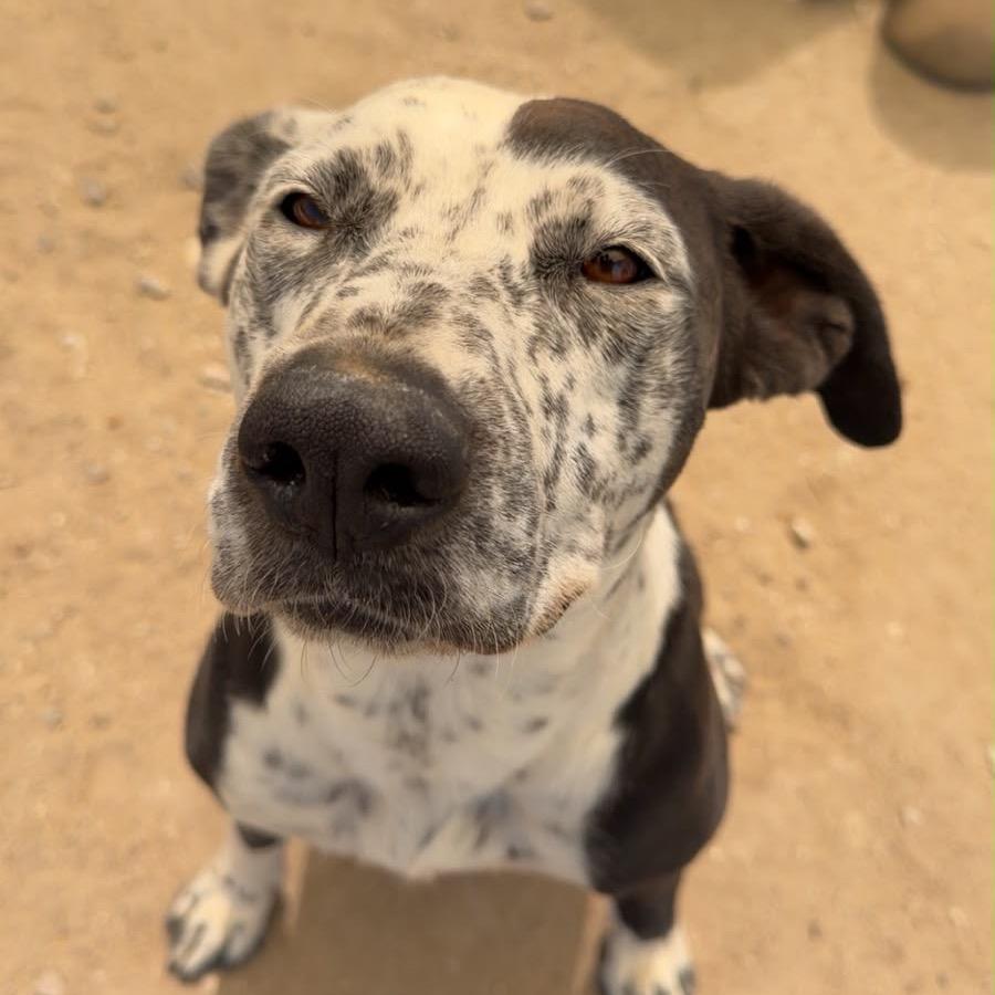 Enlarge Domino, a ADOPTABLE mixed breed in Fallon, NV image 2/3