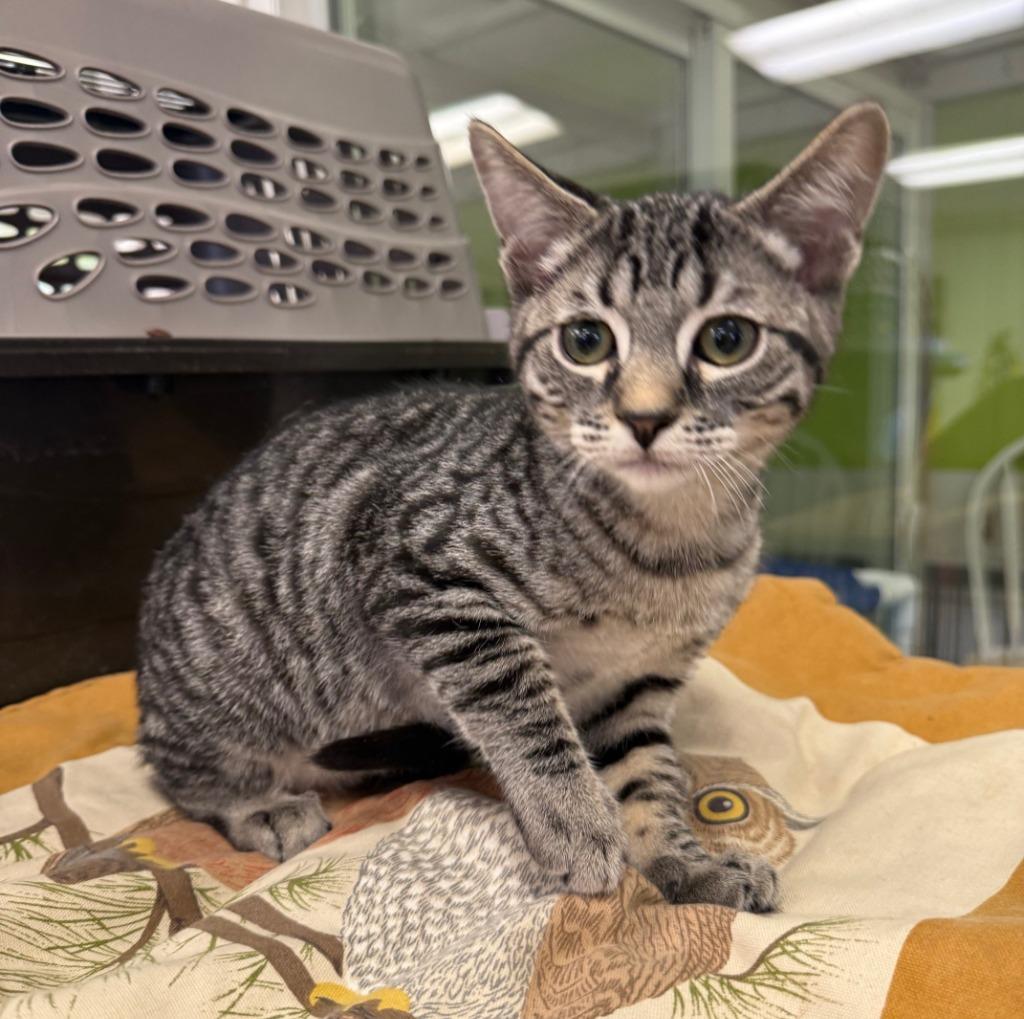 Mushu, Adopted, Kitten Male Domestic Short Hair.