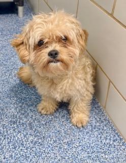 Enlarge Finn, a Adoptable mixed breed in Orlando, FL image 1/1