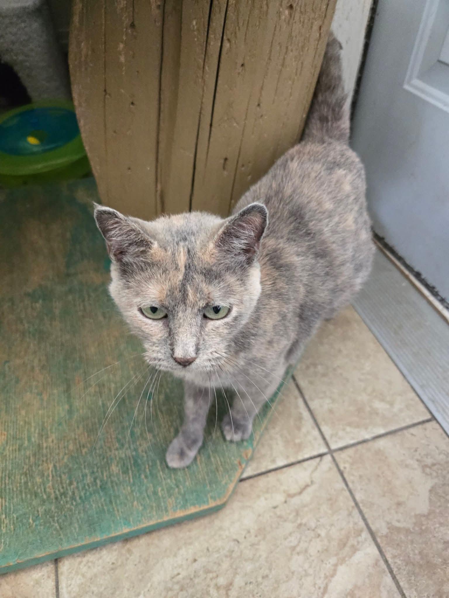 Enlarge Mama, a Adoptable Calico in Maquoketa, IA image 1/1