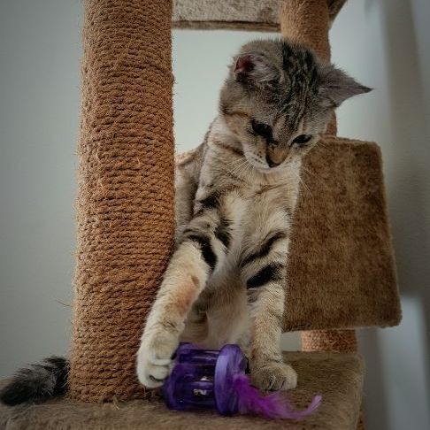 Demon Kitty, a Adopted Tabby in Seattle, WA image 1/6