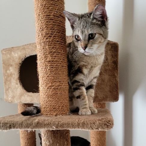 Demon Kitty, a Adopted Tabby in Seattle, WA image 2/6