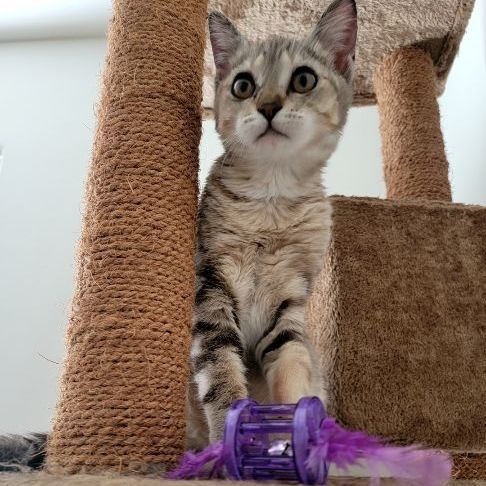 Demon Kitty, a Adopted Tabby in Seattle, WA image 3/6