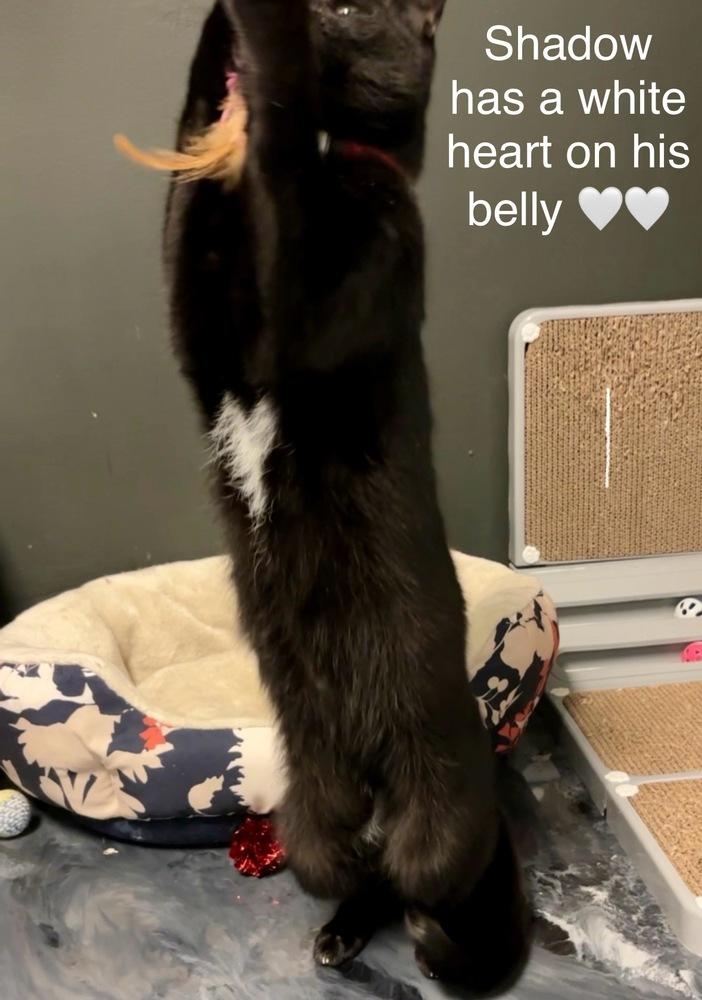 Shadow 2025, a Adoptable Domestic Short Hair in Virginia Beach, VA image 1/6