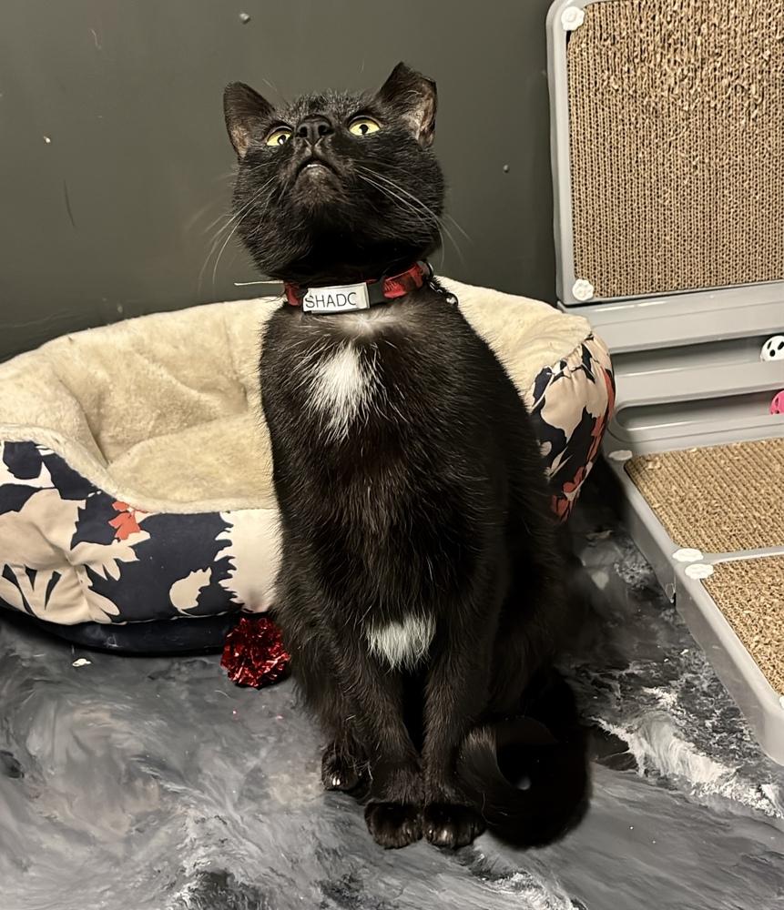 Shadow 2025, a Adoptable Domestic Short Hair in Virginia Beach, VA image 2/6