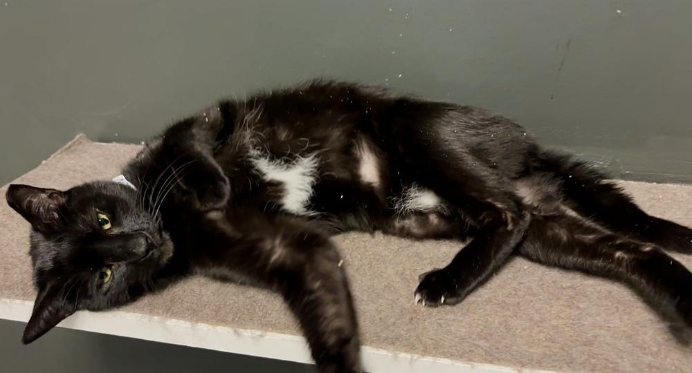 Shadow 2025, a Adoptable Domestic Short Hair in Virginia Beach, VA image 3/6