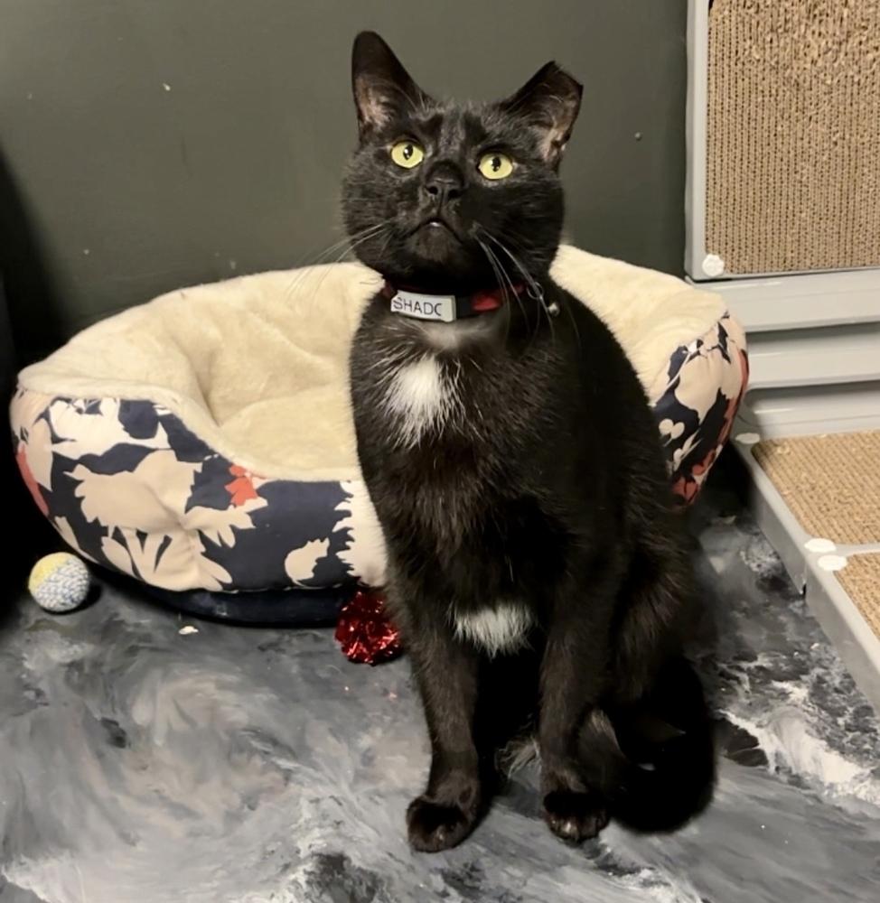 Shadow 2025, a Adoptable Domestic Short Hair in Virginia Beach, VA image 4/6