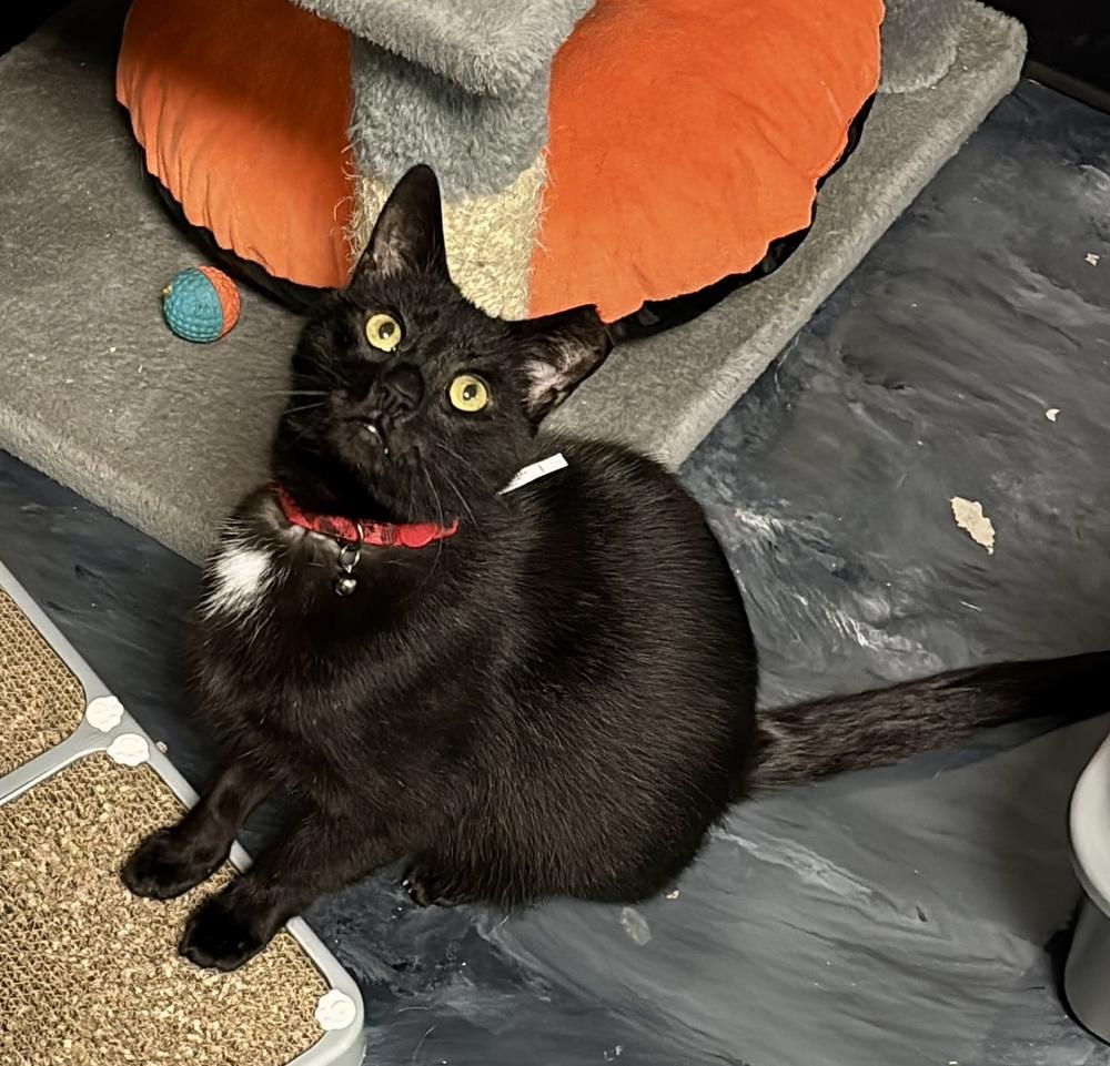 Shadow 2025, a Adoptable Domestic Short Hair in Virginia Beach, VA image 5/6