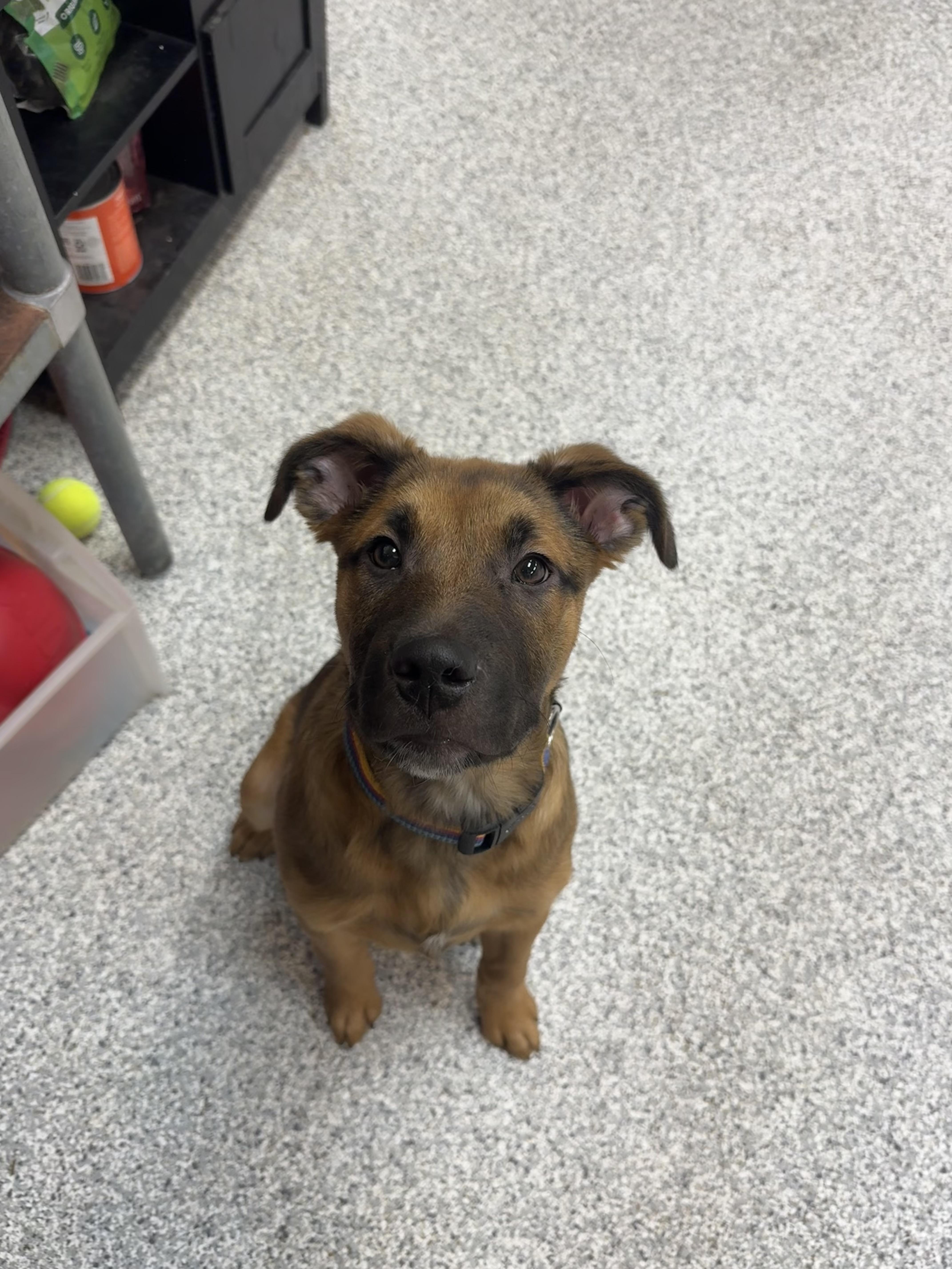 Murphy , adopted, Puppy Male German Shepherd Dog.