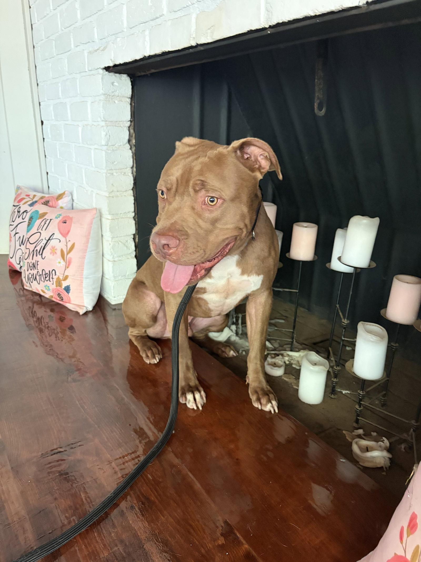Jaxon, Adoptable, Adult Male American Staffordshire Terrier.