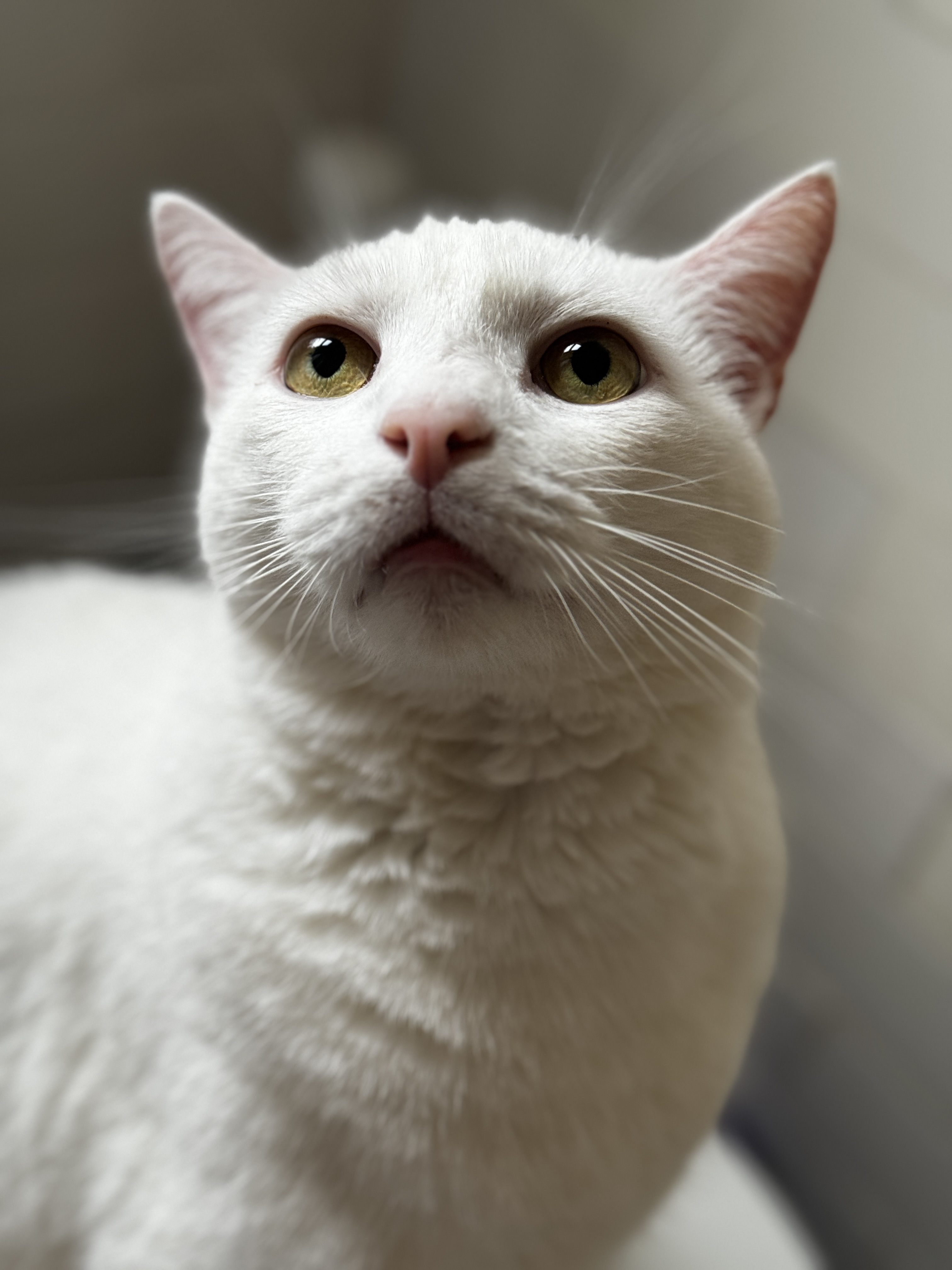 Cat for adoption TONY FUNNY LOVING BOY, a Domestic Short Hair in