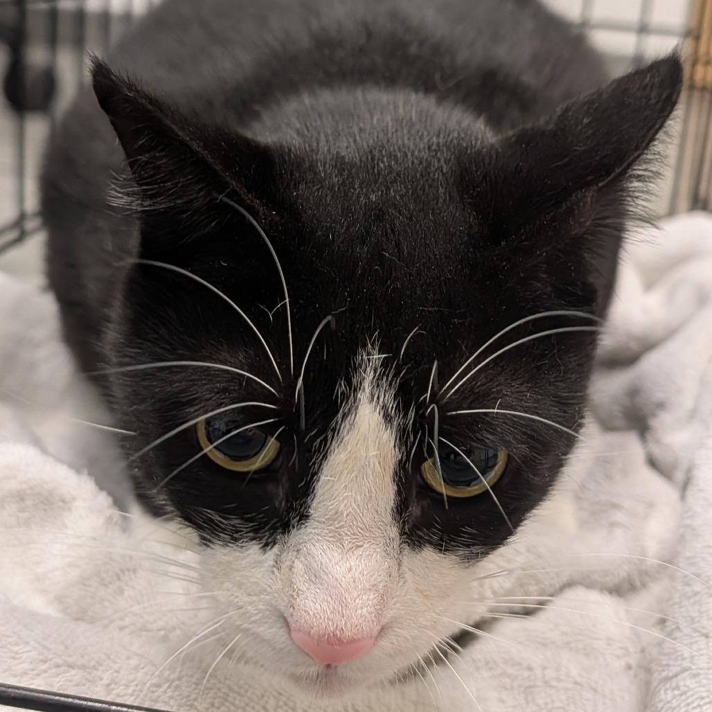 Enlarge Fox, a Adoptable Domestic Short Hair in Jacksonville, FL image 1/1