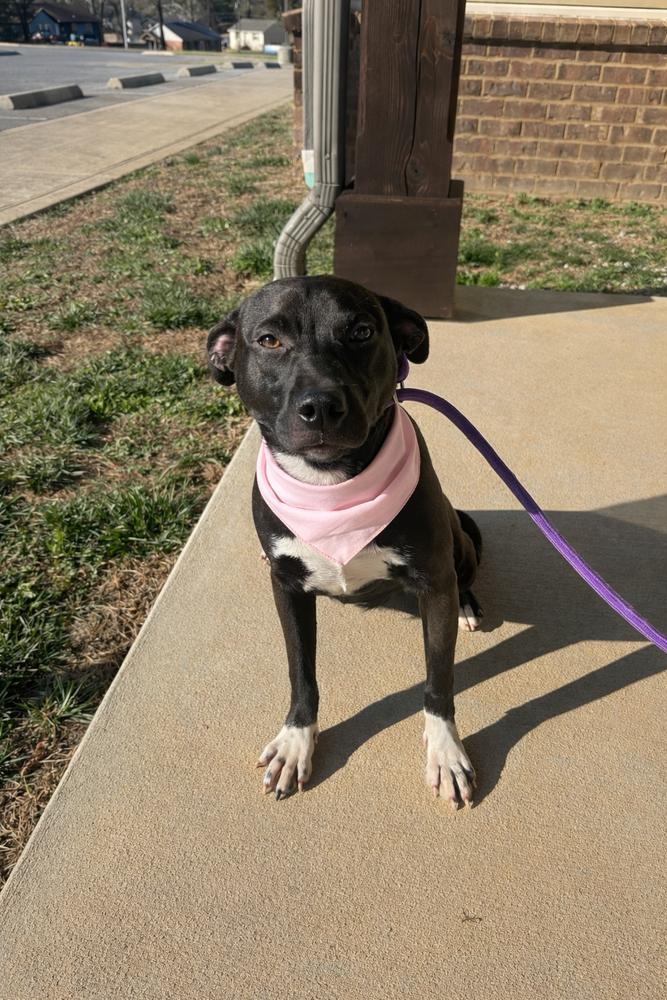 Willow, Adopted, Puppy Female Mixed Breed.