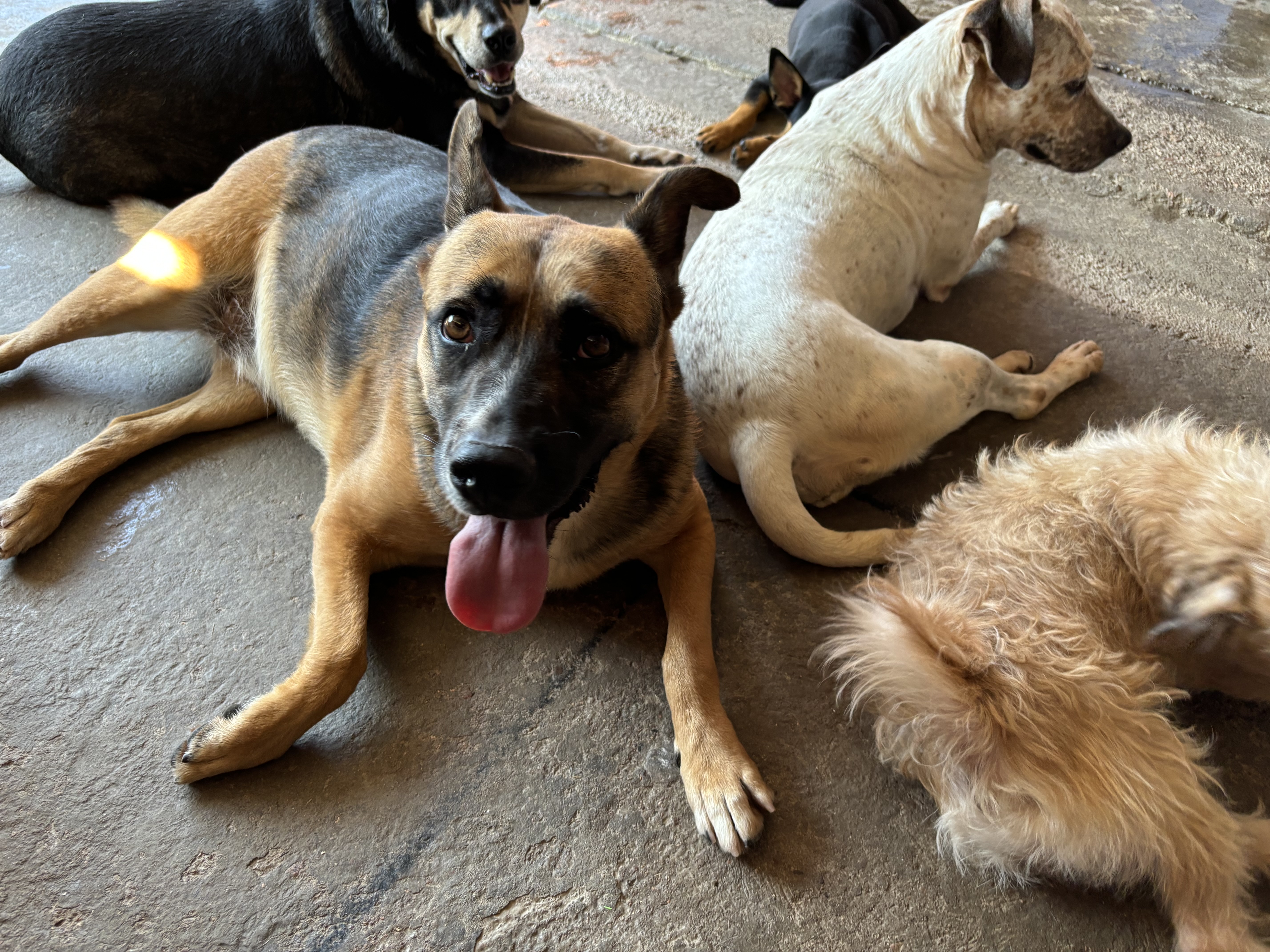 Enlarge Andres, a Adoptable mixed breed in Nogales, SON image 3/5