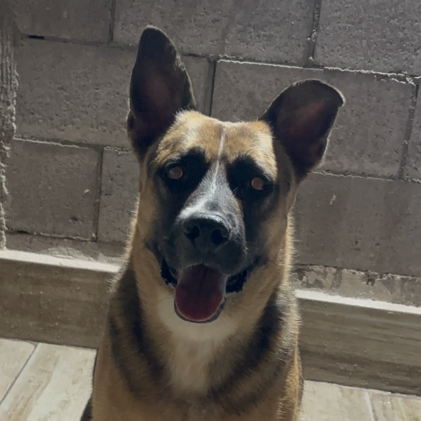 Enlarge Andres, a Adoptable mixed breed in Nogales, SON image 1/5