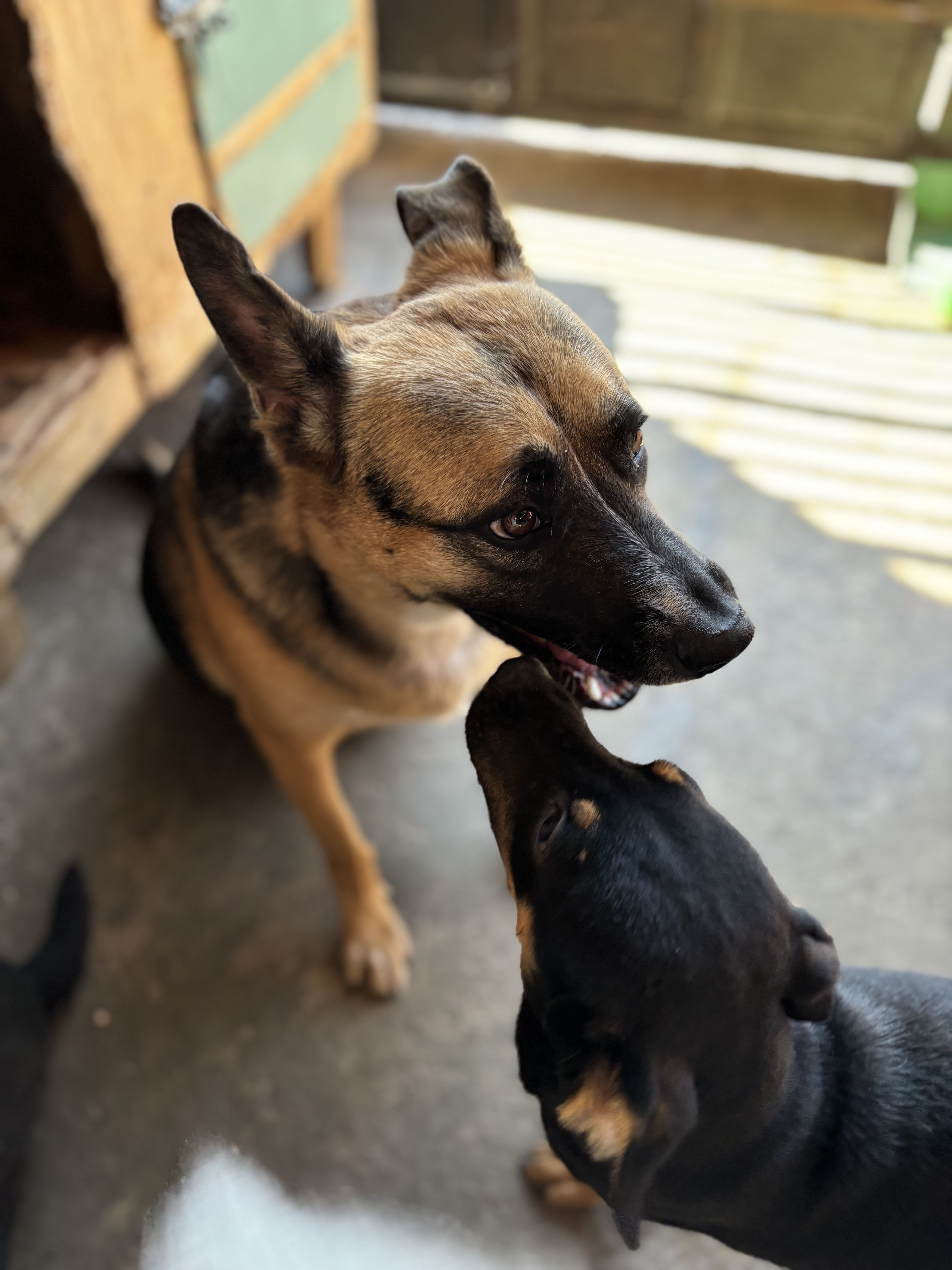 Andres, an adoptable German Shepherd Dog in Nogales, SON, 84093 | Photo Image 4
