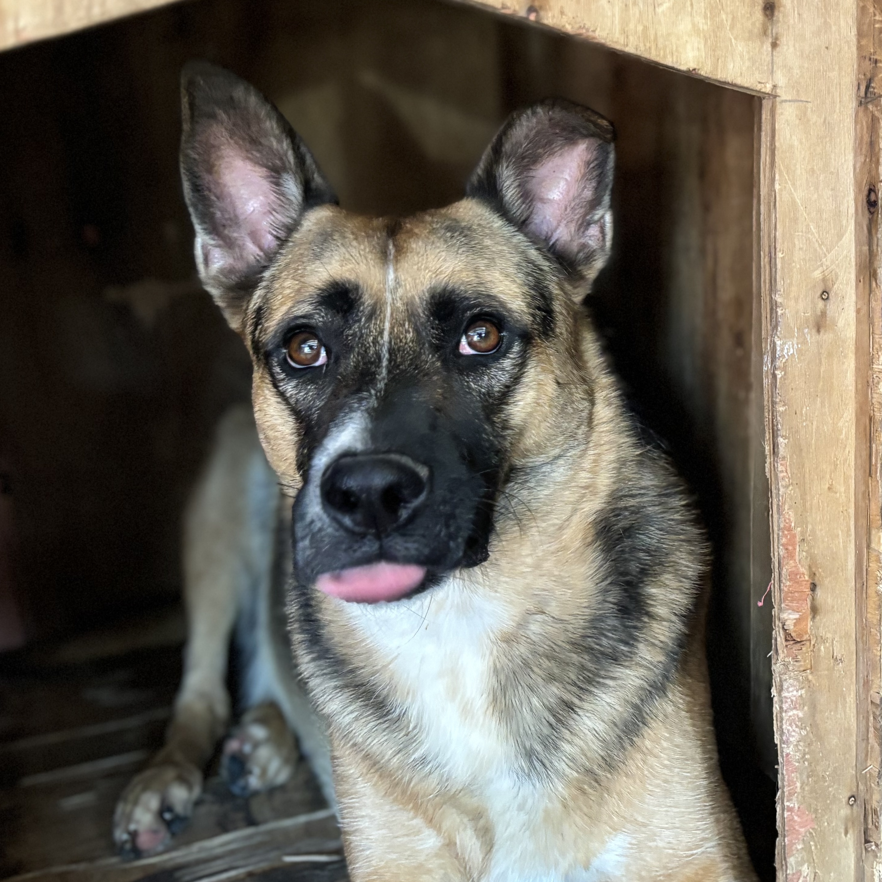 Andres, an adoptable German Shepherd Dog in Nogales, SON, 84093 | Photo Image 2