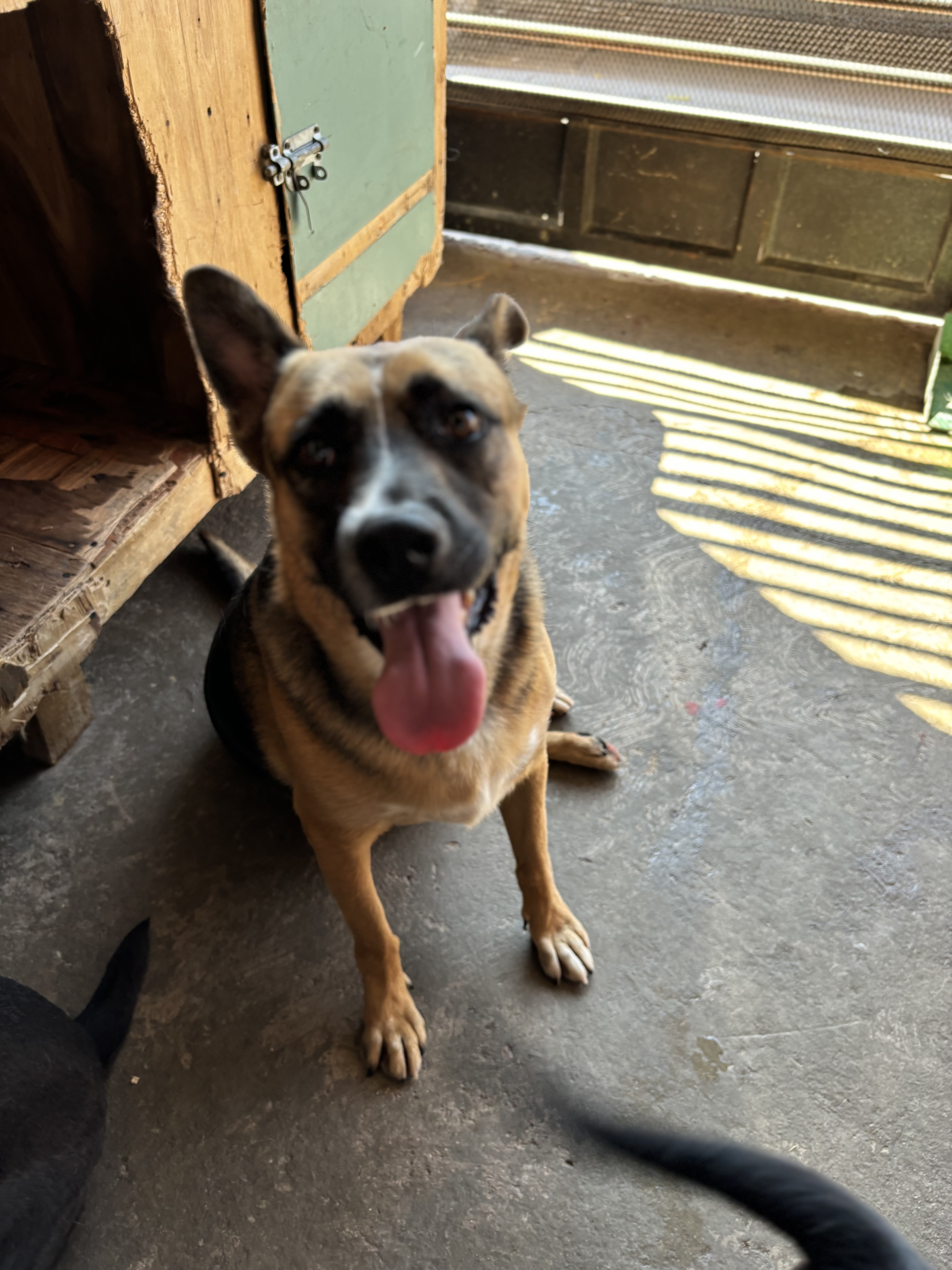 Andres, an adoptable German Shepherd Dog in Nogales, SON, 84093 | Photo Image 5