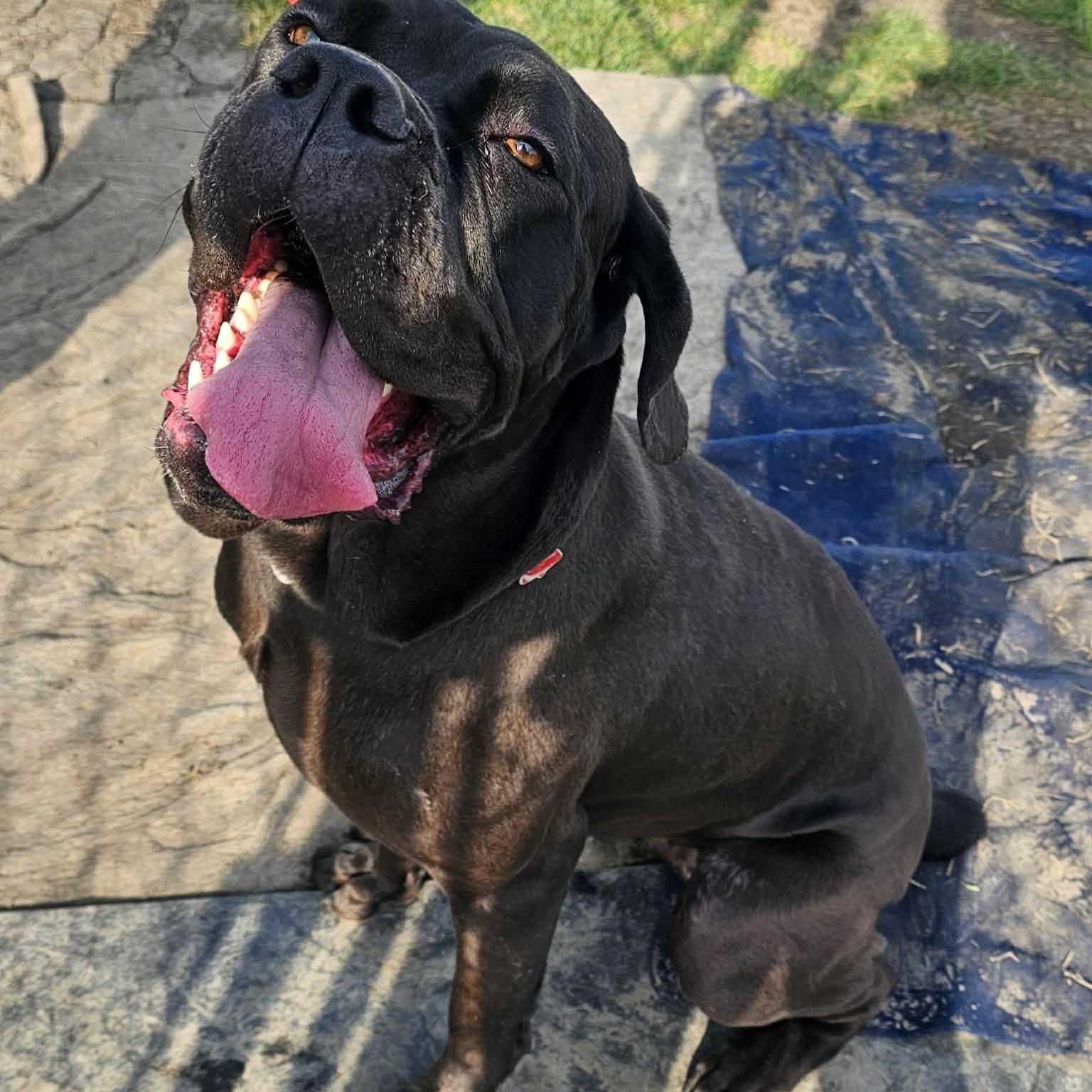 Freya, adoptable, Young Female Neapolitan Mastiff.