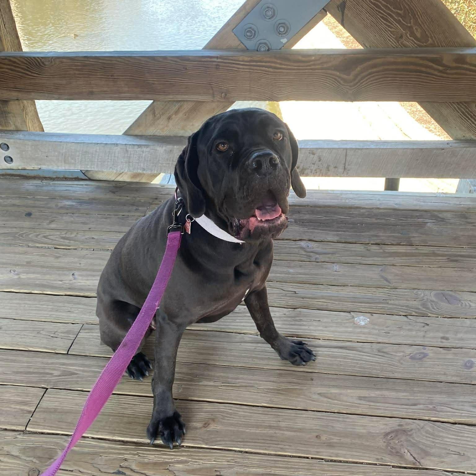 Enlarge Freya, an adoptable Neapolitan Mastiff in Minooka, IL image 4/5