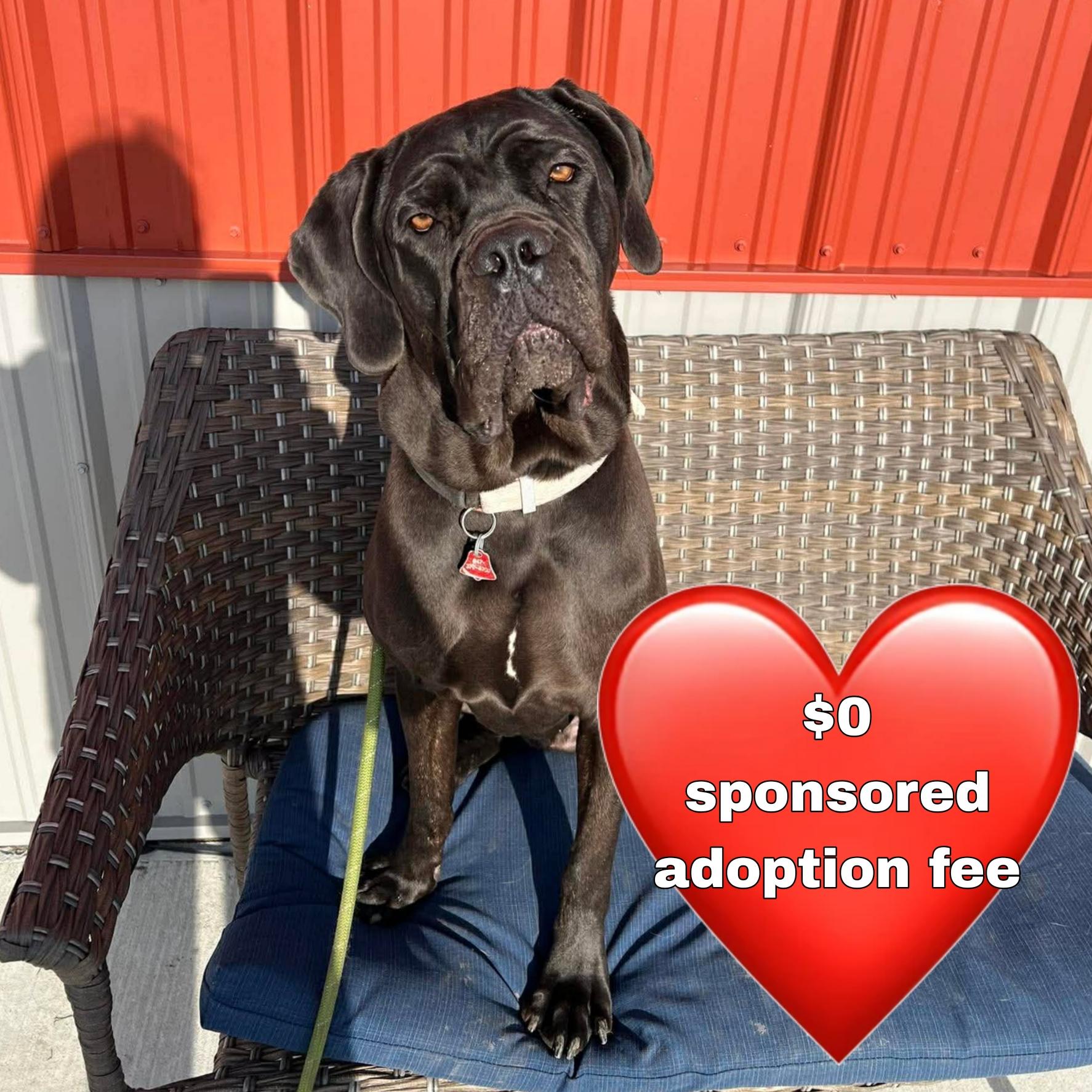 Freya, adoptable, Young Female Neapolitan Mastiff.