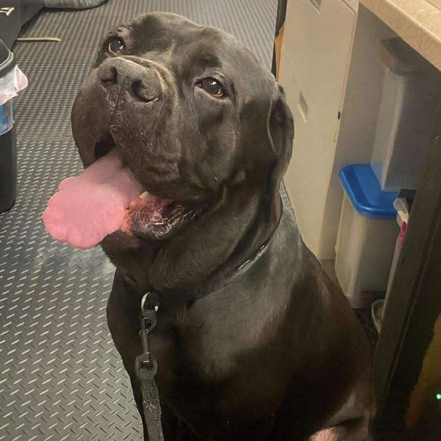 Enlarge Freya, an adoptable Neapolitan Mastiff in Minooka, IL image 3/5