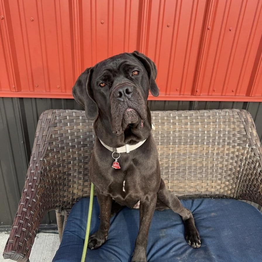 Freya, adoptable, Young Female Neapolitan Mastiff.