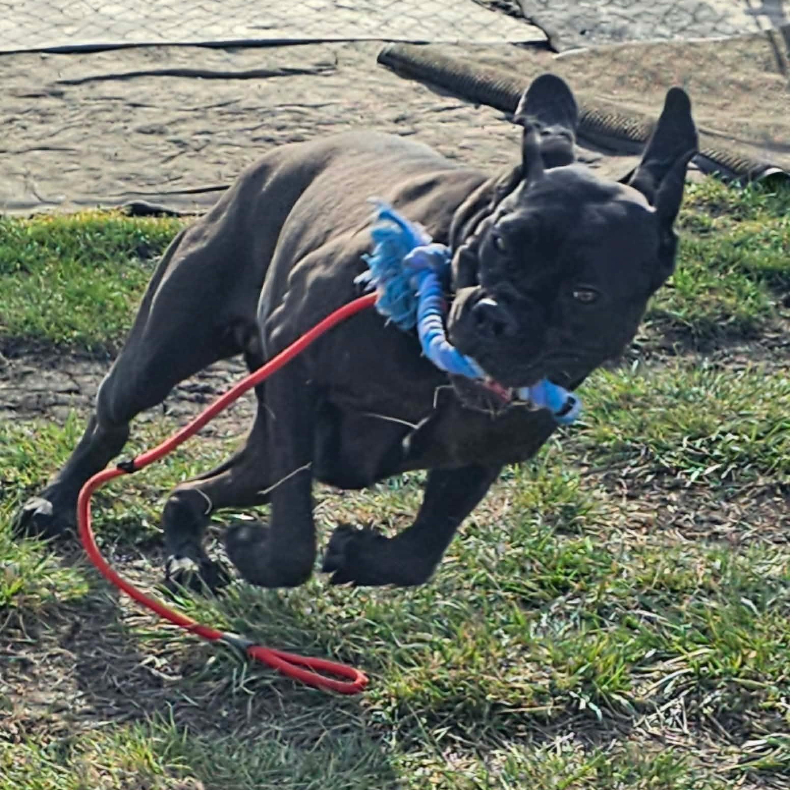 Enlarge Freya, an adoptable Neapolitan Mastiff in Minooka, IL image 5/5