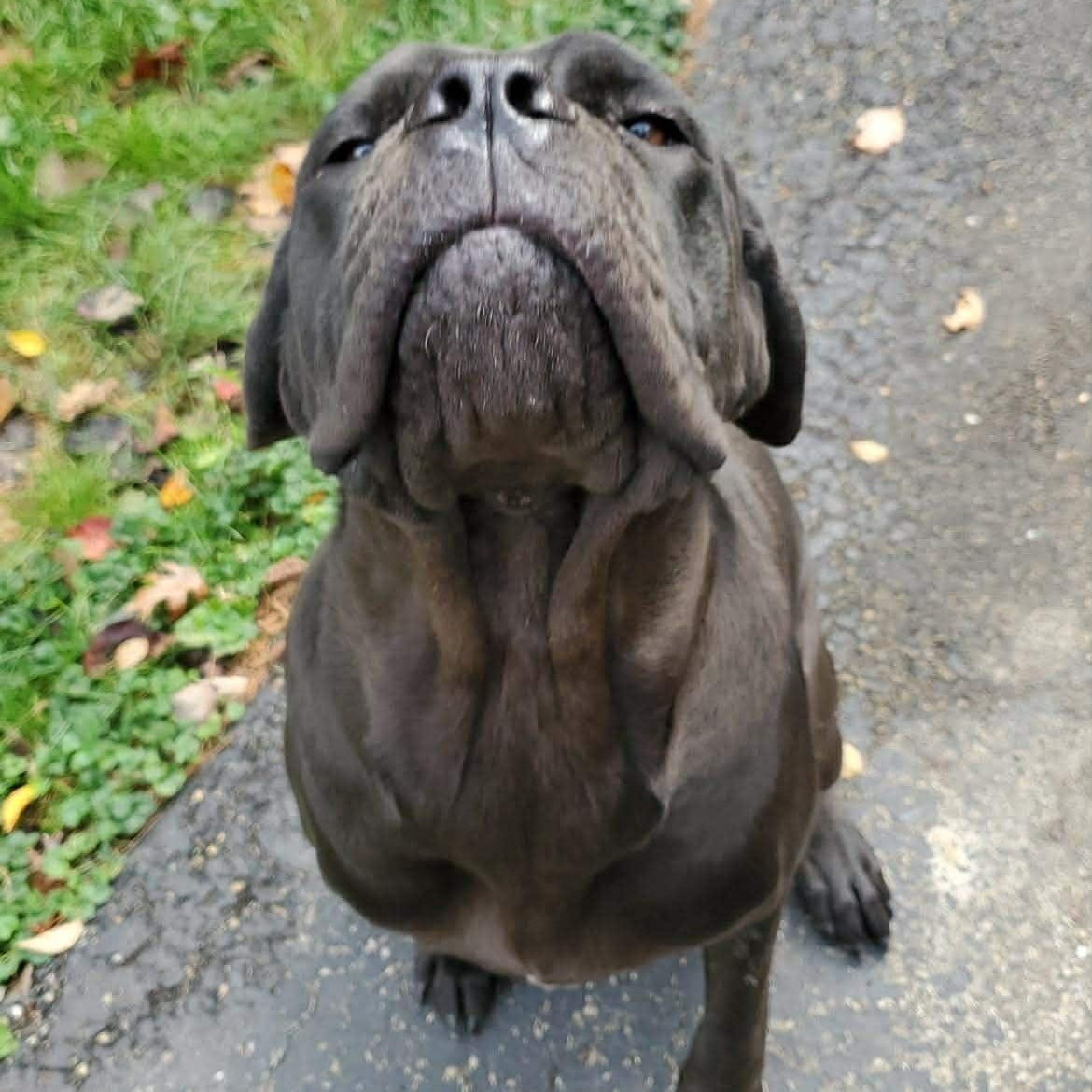 Freya ~ new arrival, Adoptable, Young Female Neapolitan Mastiff.