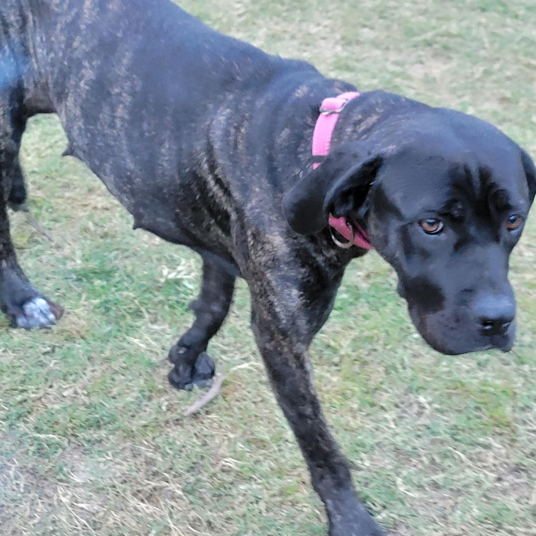 Klover, a Adopted Cane Corso in Wilmington, NC image 1/4