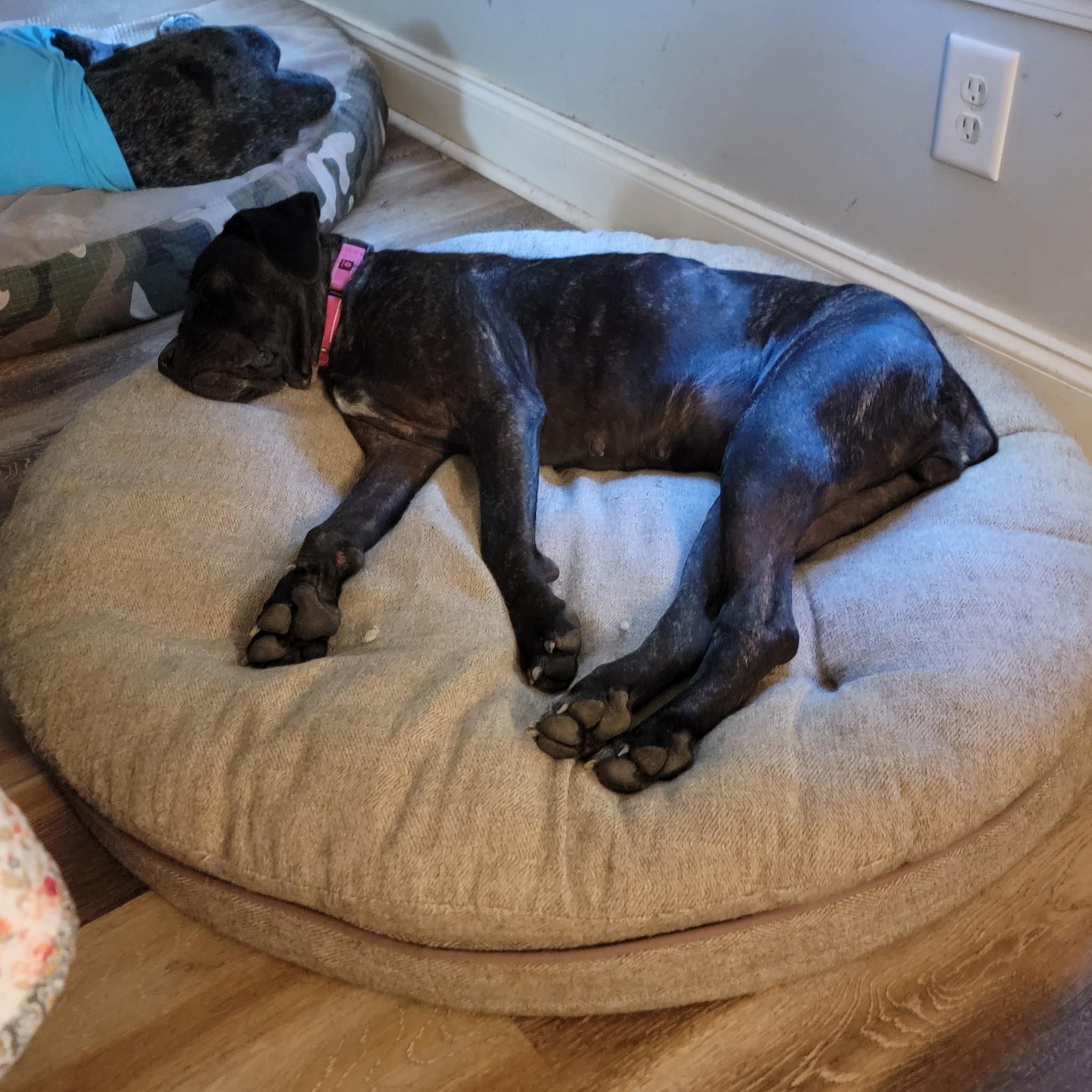 Klover, a Adopted Cane Corso in Wilmington, NC image 2/4