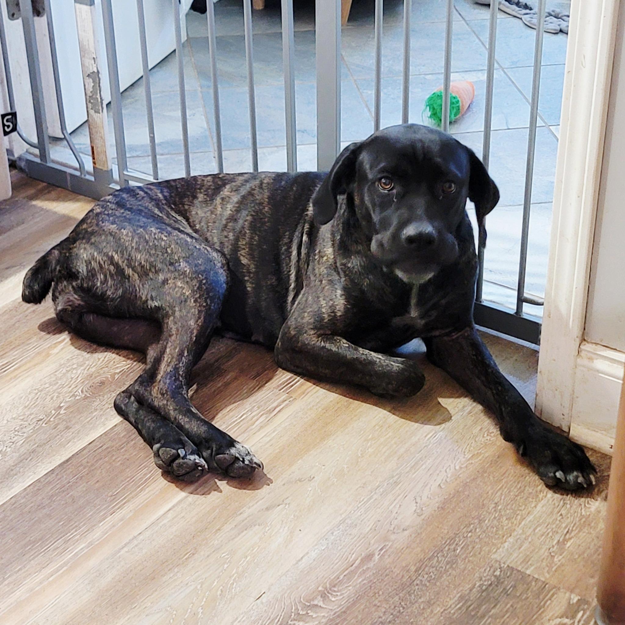 Klover, Adopted, Young Female Cane Corso.