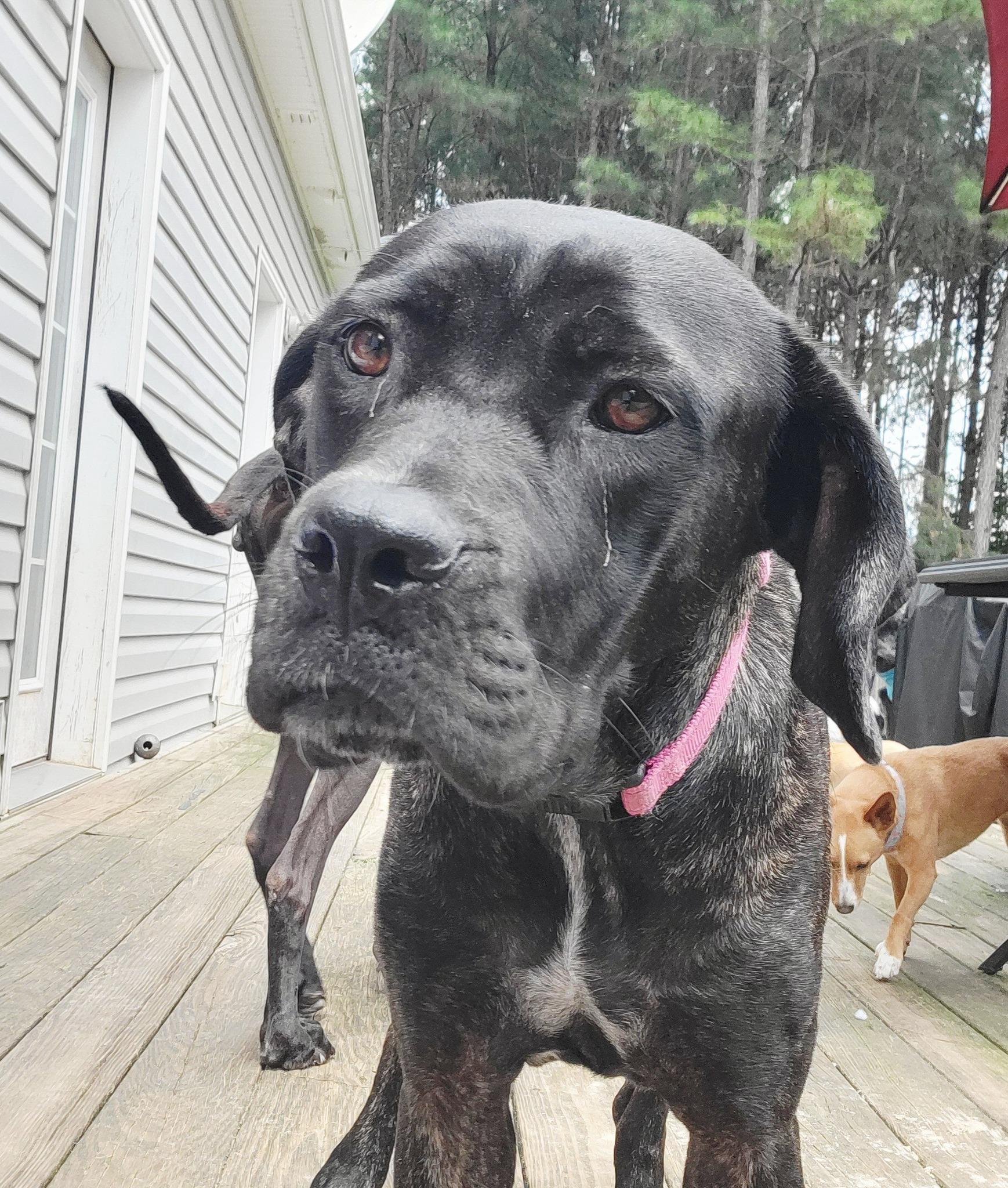Klover, a Adopted Cane Corso in Wilmington, NC image 4/4