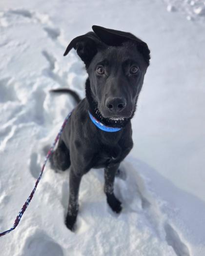 Sudoku, Adoptable, Young Male Shepherd & Mixed Breed.