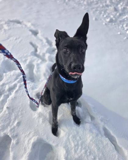Enlarge Sudoku, a Adoptable mixed breed in Sterling Heights, MI image 2/3